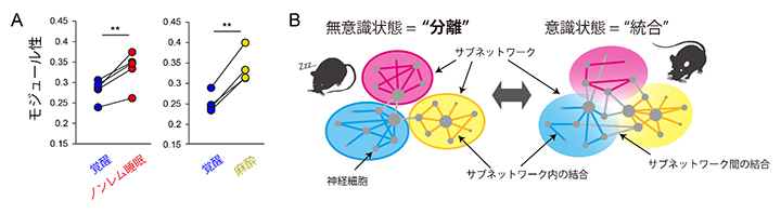 意識・無意識時の神経細胞活動から推定される機能的ネットワークのモジュール性の図