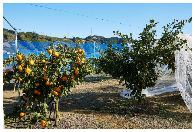 「春しずか」と「青島温州」の図