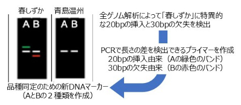 「春しずか」と「青島温州」の全ゲノムシーケンスとパイプラインAMAPの解析の図