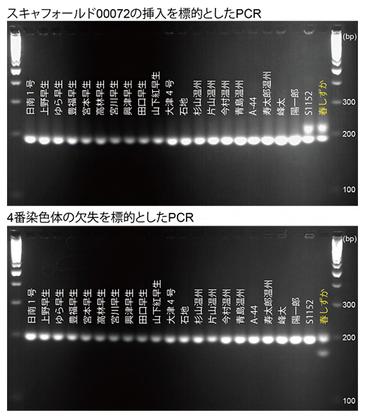 同定した変異を標的としたPCRの結果の図