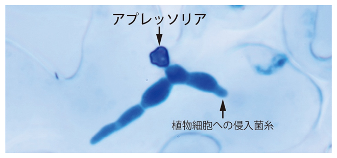 高い膨圧により植物細胞に菌糸を侵入させる植物病原糸状菌のアプレッソリアの図