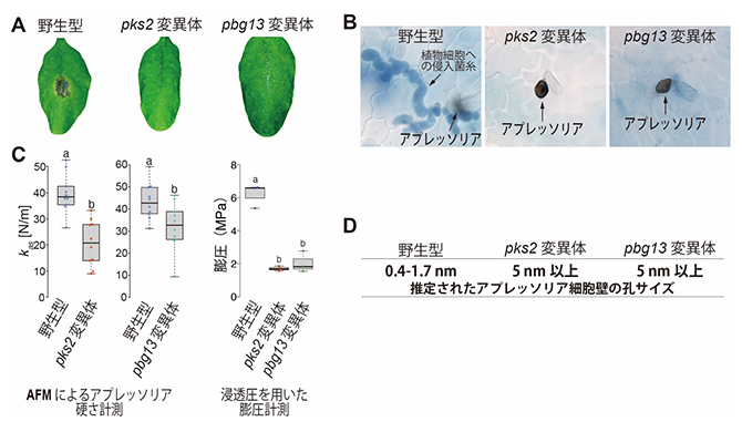アプレッソリアの細胞壁孔サイズを制御するPKS2およびPBG13の同定の図