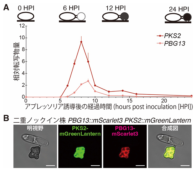 アプレッソリア形成時に発現ピークを迎え、細胞質に局在するPKS2およびPBG13の図