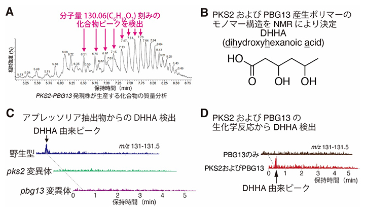 PKS2およびPBG13はDHHAをモノマーとするポリマーを生合成の図