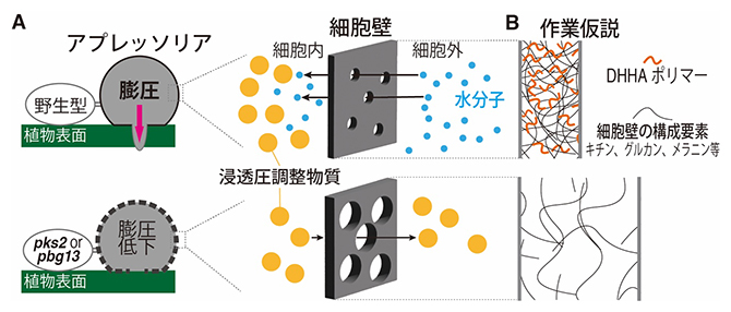 PKS2、PBG13が生合成するDHHAポリマーによるアプレッソリア膨圧制御モデルの図