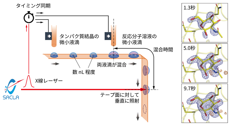 テープ搬送による試料導入システムでタンパク質の動的構造解析をわずかな試料で実現の図