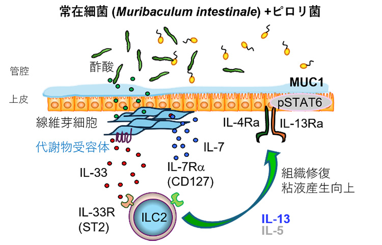 共生細菌（YL27: Muribaculum intestinale）が胃で組織防御に働くメカニズム図の画像