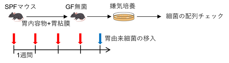 胃から単離した共生細菌を同定した方法の図