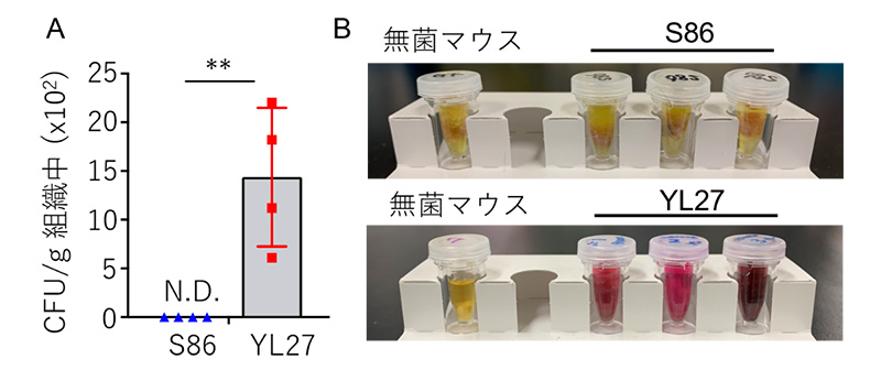 S24-7科菌であるS86、YL27の胃への定着確認の図