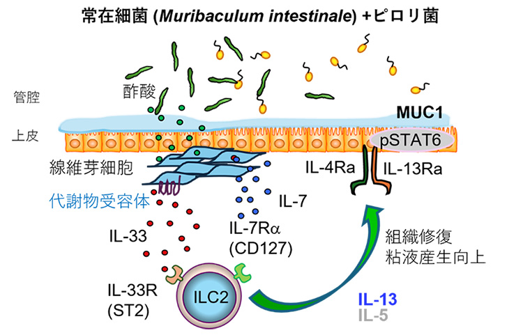 共生細菌由来の代謝物を介したILC2の活性化のメカニズムの図