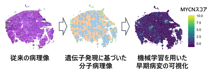 研究概念図の画像