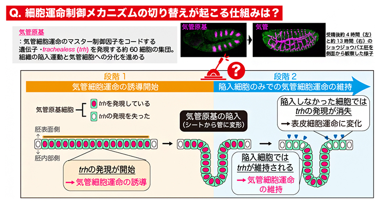 気管細胞運命の2段階制御システムの図