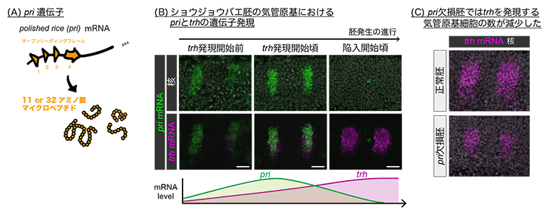 気管原基領域に一過的に発現するpri遺伝子と気管細胞運命の開始の図