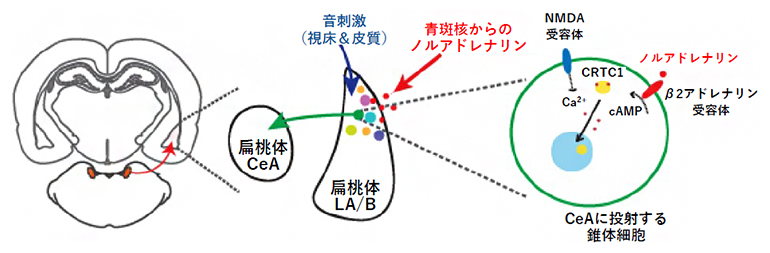 嫌悪記憶の再固定化に関わる脳回路の図