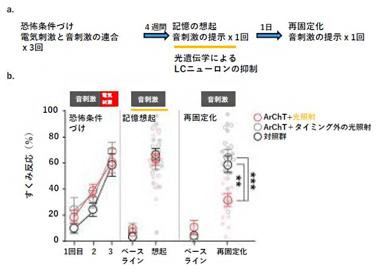青斑核ニューロンは記憶の再固定化に必要の図