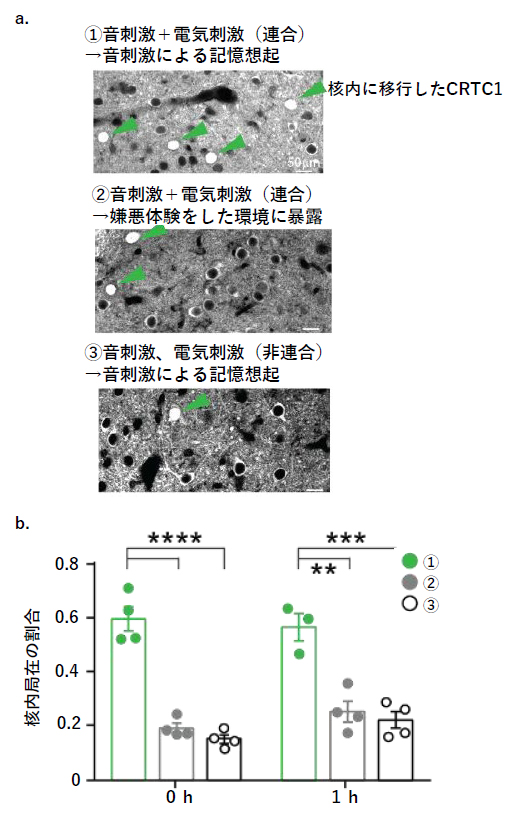 記憶想起特異的にCRTC1の核内移行が増加の図