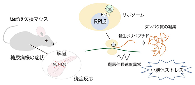 METTL18欠損マウスにおける膵臓機能障害の図