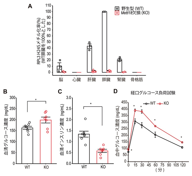 Mettl18の膵臓機能（血糖値の恒常性維持）への重要性の図