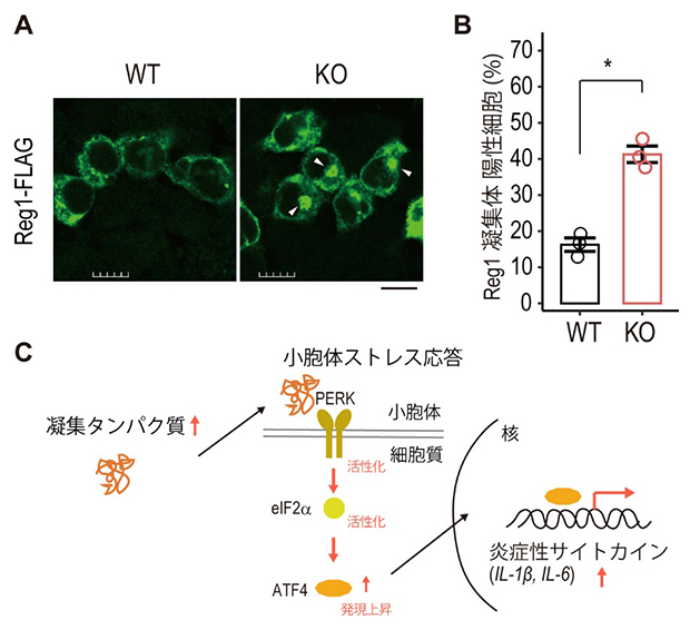 Mettl18のない細胞におけるタンパク質凝集と小胞体ストレス応答の図