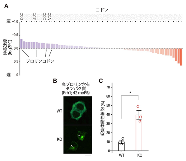 Mettl18によるコドンの読み取り速度の適切な調節の図