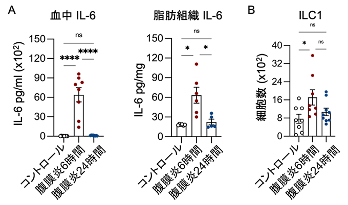 腹膜炎マウスの病態経時変化の解析の図