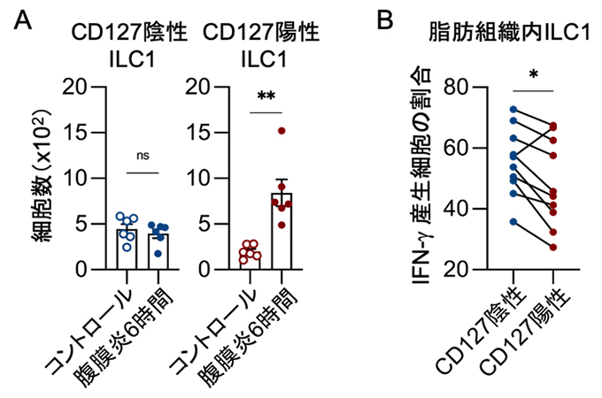 腹膜炎マウスの脂肪組織で増加するCD127陽性ILC1の解析の図