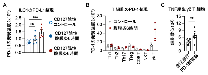腹膜炎マウスの脂肪組織内PD-1陽性γδT細胞の解析の図