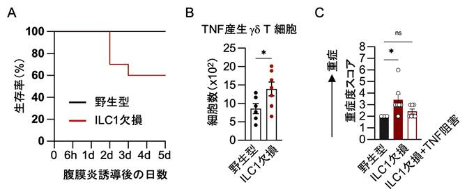 ILC1の欠損が腹膜炎マウスに与える影響の解析の図
