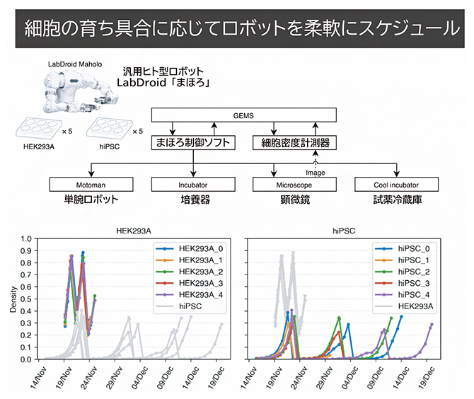 GEMSによる複数細胞株の長期培養の図