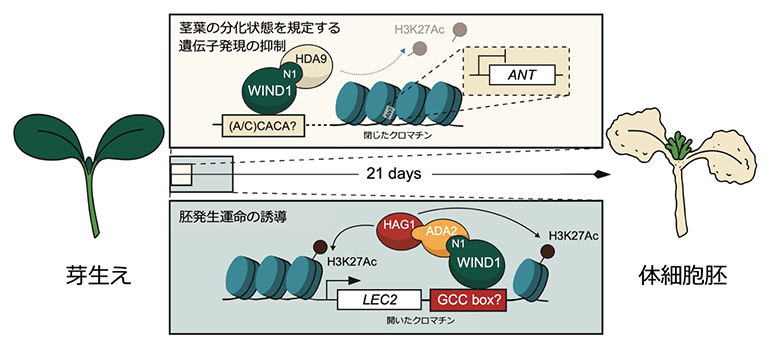 WIND1はヒストン修飾複合体を形成し、遺伝子発現のオン／オフを切り替えて発生運命を転換の図
