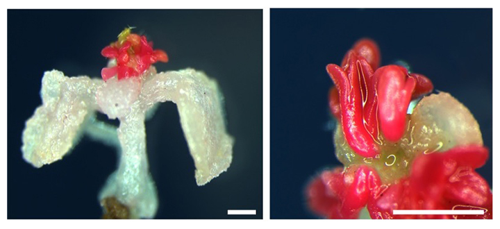 WIND1の発現誘導による茎葉から胚への運命転換の図