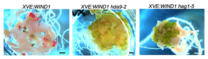 WIND1による体細胞胚誘導に必要なHDA9やHAG1の図