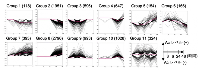 WIND1の発現によるヒストンアセチル化レベルの変化の図