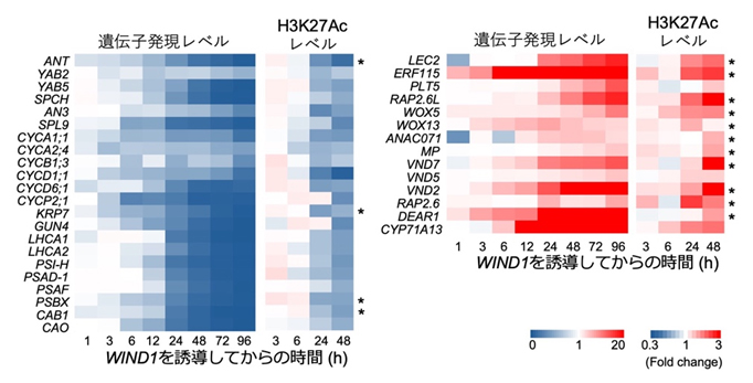 WIND1誘導後に遺伝子発現およびH3K27Acレベルの変化を示す重要因子の図