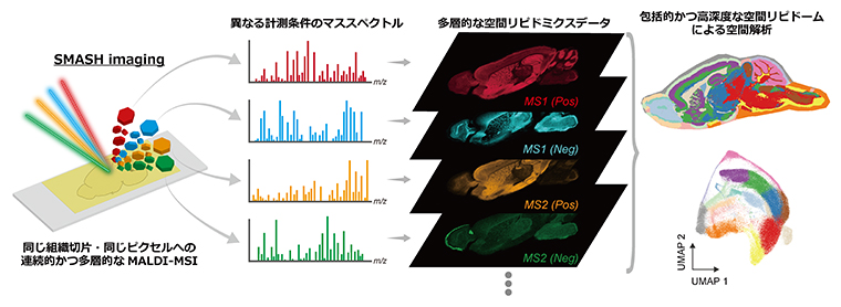 新手法SMASH imagingによって脂質分布の空間地図（リピドームアトラス）を構築の図