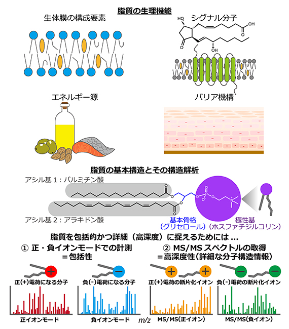 脂質の生理機能と質量分析を用いた脂質の構造解析（リピドミクス）の図