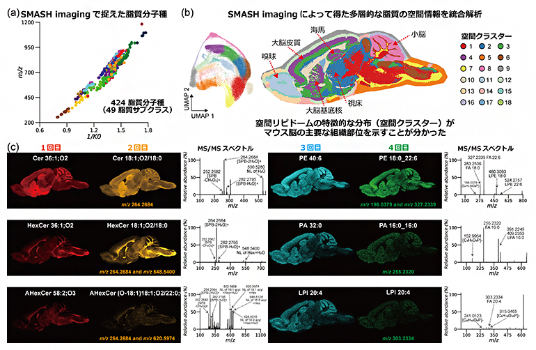 マウス脳のSMASH imagingの図