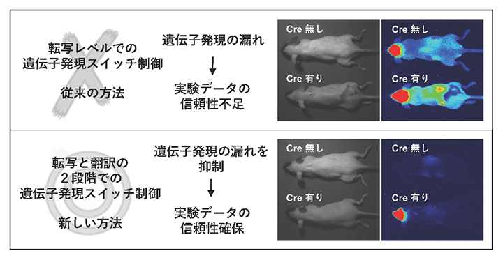 「遺伝子発現の抑制漏れ」を最小限に抑えた遺伝子改変の新手法の図
