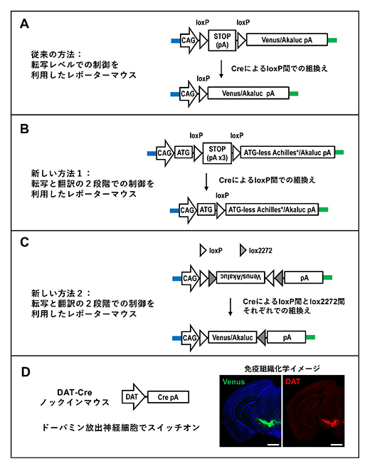 遺伝子発現スイッチの仕組みの図