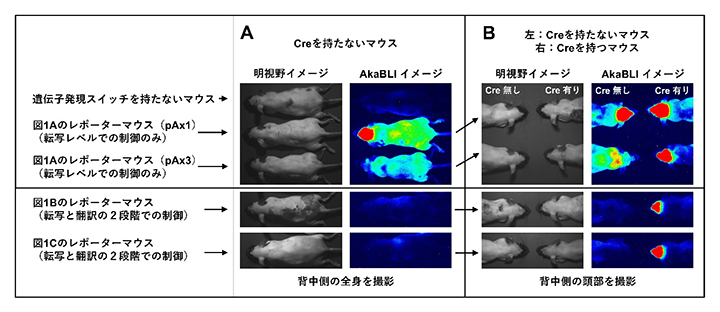AkaBLIによる遺伝子発現スイッチの検証の図