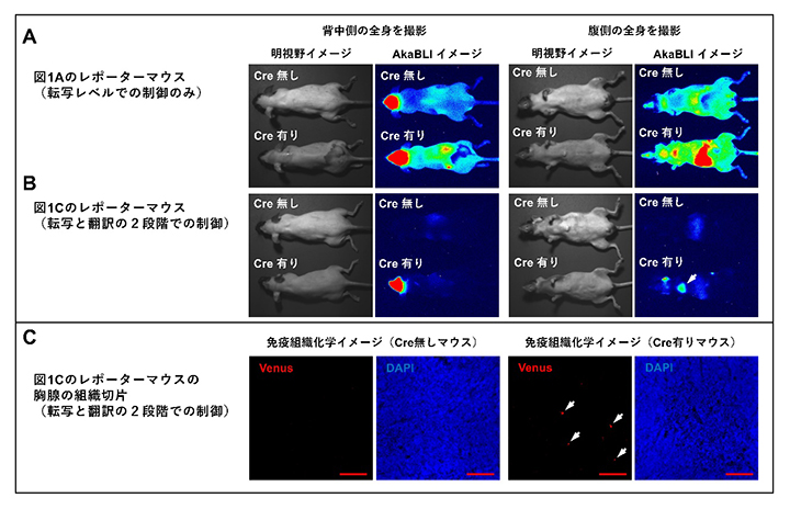 高精度レポーターマウスによる全身の遺伝子操作部位の評価の図