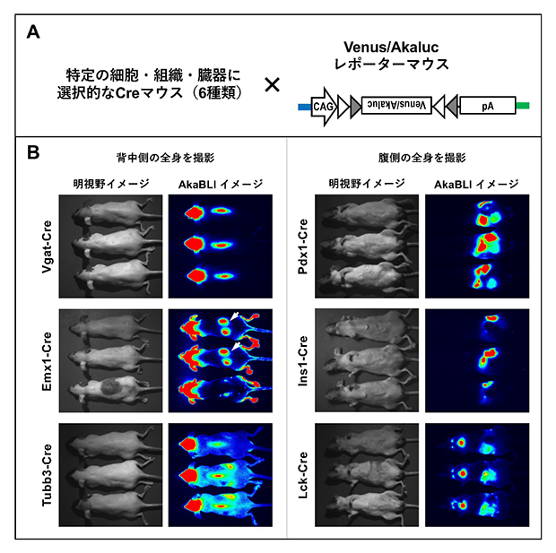代表的なCreマウスライブラリーの全身での遺伝子操作部位の評価の図