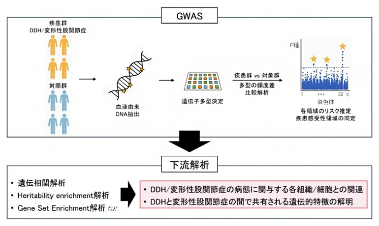 本研究の全体図の画像