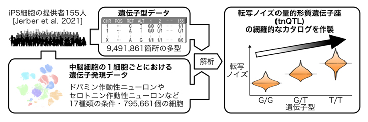 本研究の概要図の画像