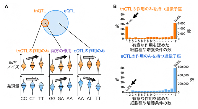 tnQTLとeQTLの網羅的同定の結果の図