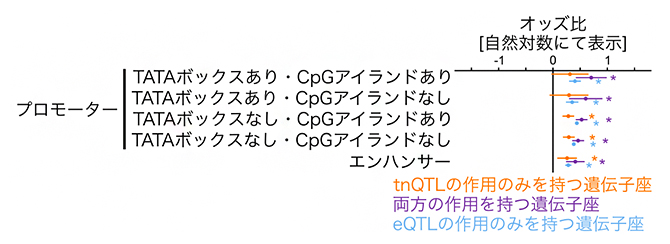 プロモーターとエンハンサーへのtnQTLやeQTLの作用を持つ遺伝子座の濃縮の図