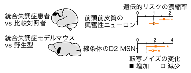 統合失調症の脳組織における転写ノイズの変化と遺伝的リスクの関わりの図