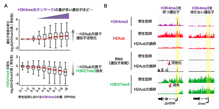 H2Aub欠損卵の遺伝子発現およびエピゲノム解析の図