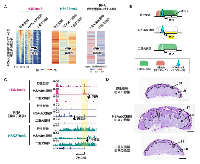 H2Aub・H3K4me3二重欠損卵のエピゲノム解析と次世代の胎盤の図