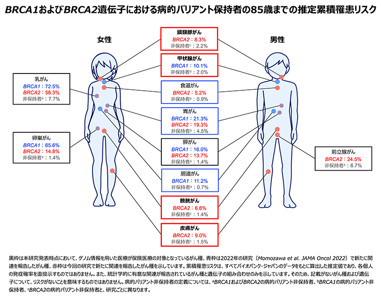 BRCA1/2遺伝子における病的バリアント保持者の85歳までの推定累積リスクの概要図の図